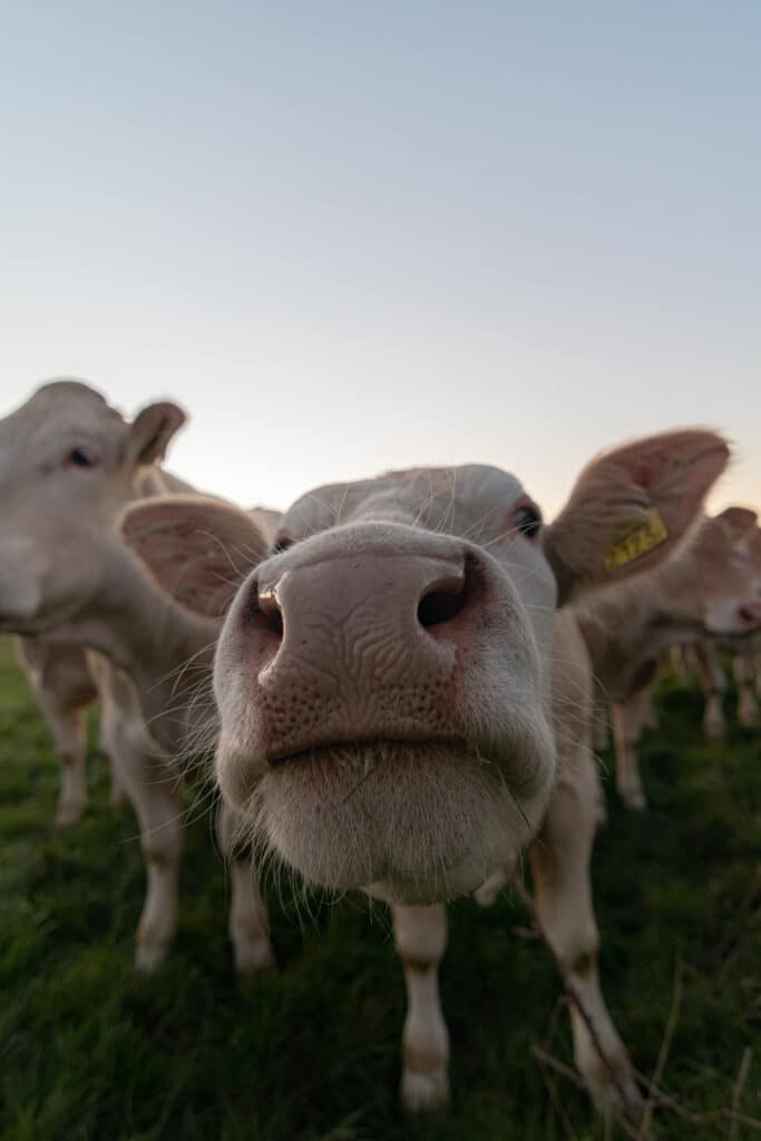 Een koe komt een kijkje nemen bij de camera